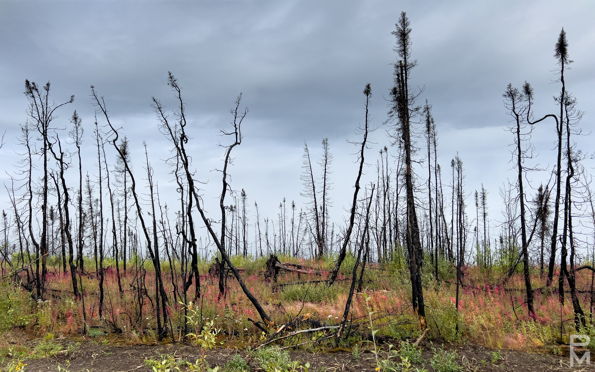 digital photograph, Landscape, view of a burnt forest in the Northwest Territories