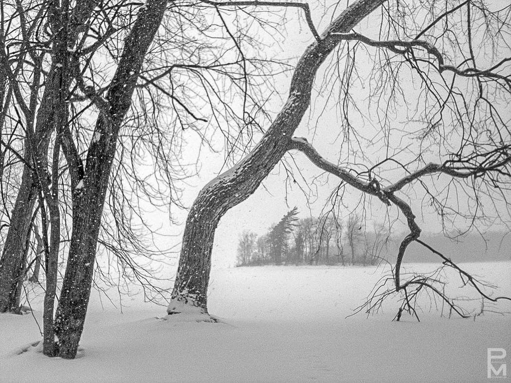 Landscape, digital photograph, view of a small island seen framed by a bent tree in Parc Cap-St-Jacques, Quebec