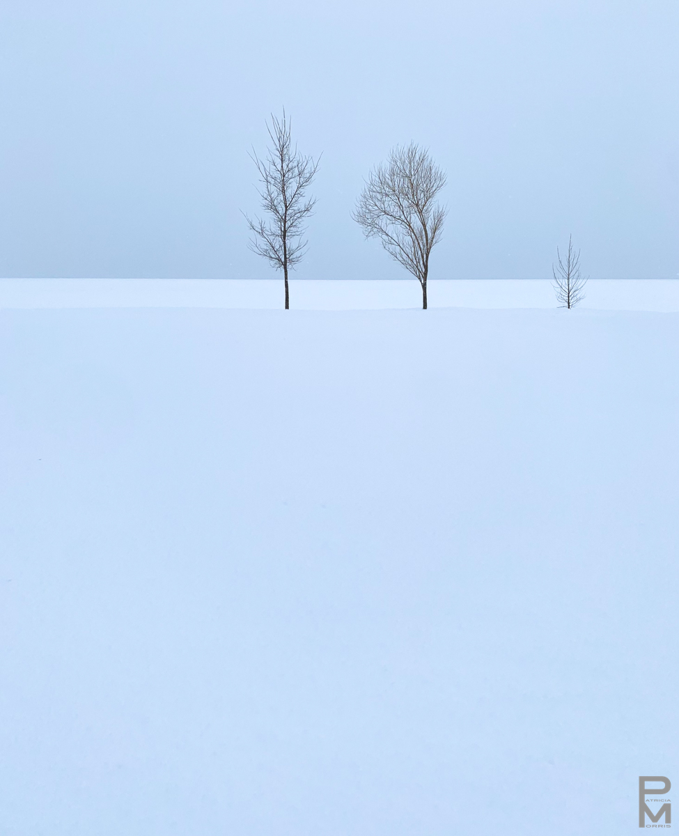 digital photograph, Landscape, minimalist winter view of the Saint Lawrence River with three small trees in Pointe-Claire, Quebec