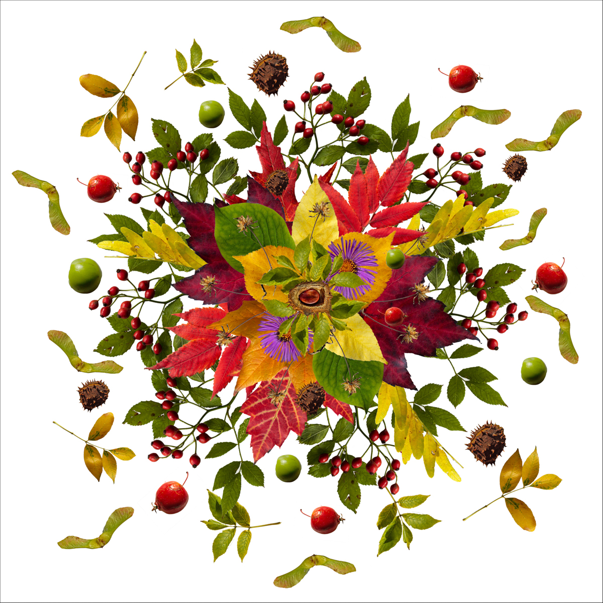 Digital collage created with gathered natural autumnal elements