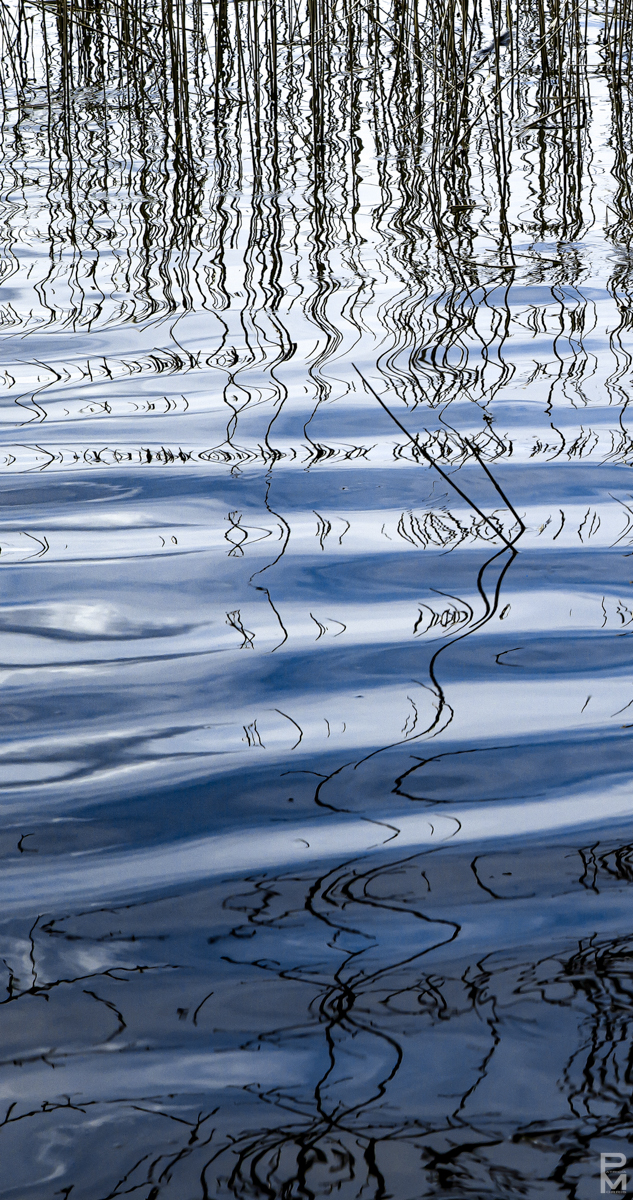Spring Reeds, digital photography, high realism, abstraction