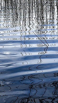 Spring Reeds, giclée print
