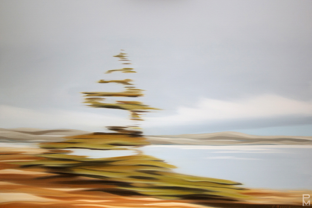 Oil painting of a lone tree in Newfoundland, seen from a moving vehicle
