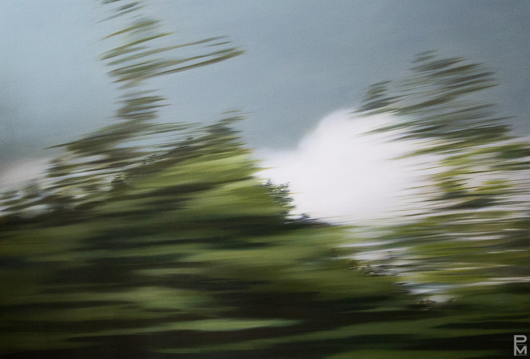 Oil painting of a glimpse of passing trees seen from a moving vehicle on a grey cloudy day