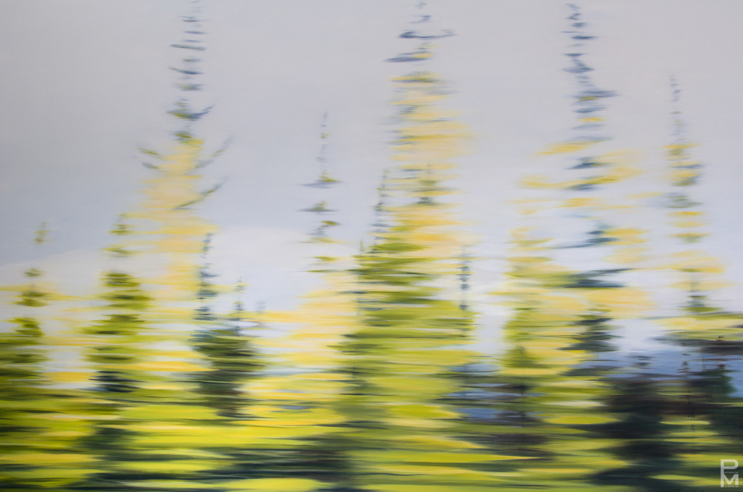 Oil painting of an abstracted blurry view of spruce and yellow aspen trees